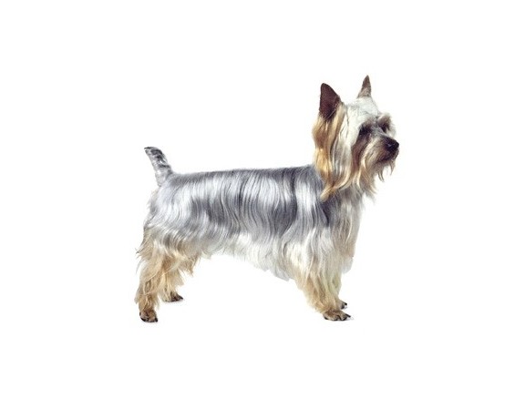 澳大利亚梗犬