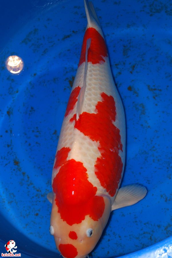 常言道:"锦鲤始于红白而终于红白",意思是说初学者刚看到红白觉得美妙