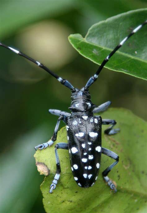 星天牛蓝斑亚种