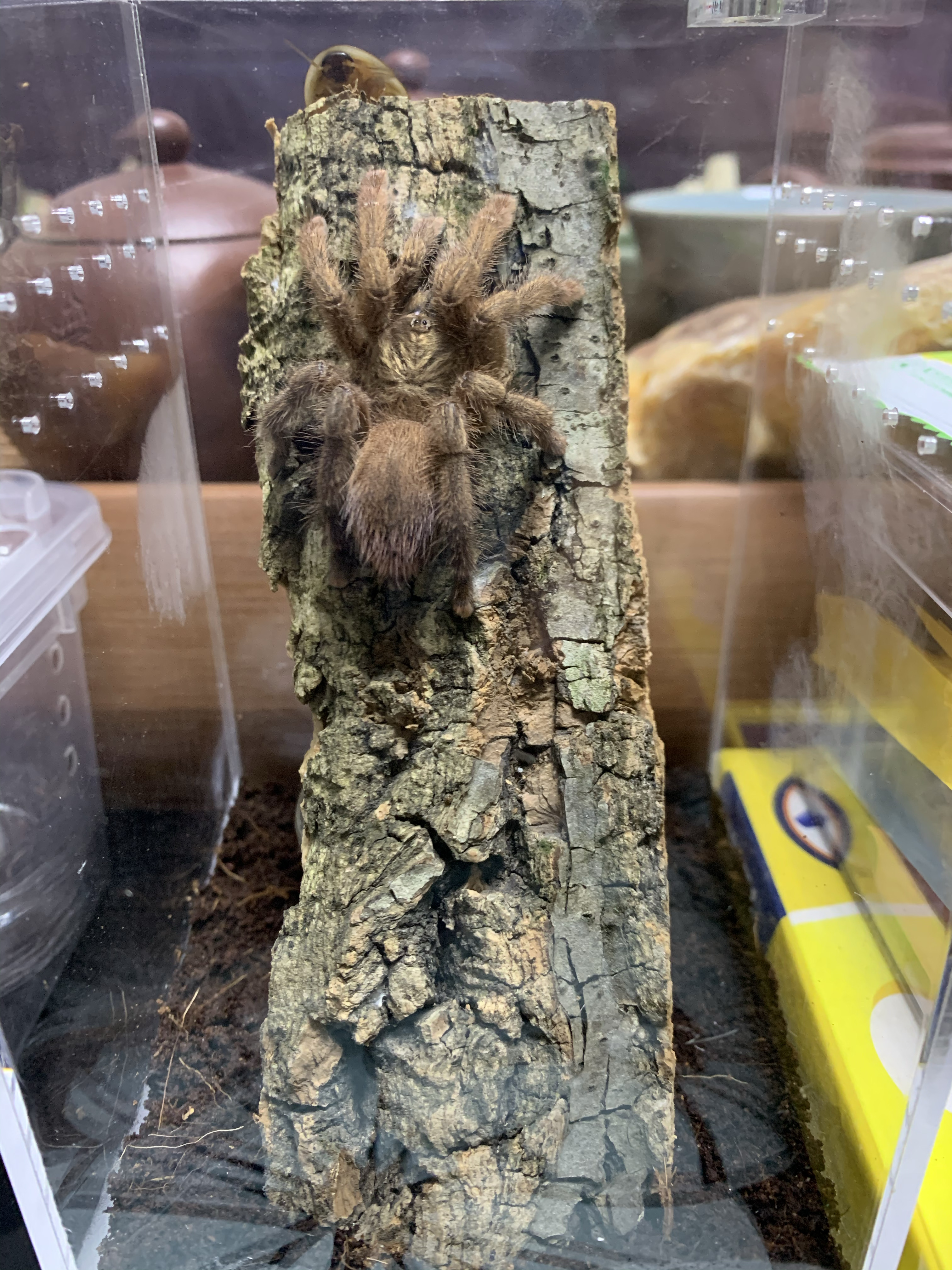 波多黎各金粉趾