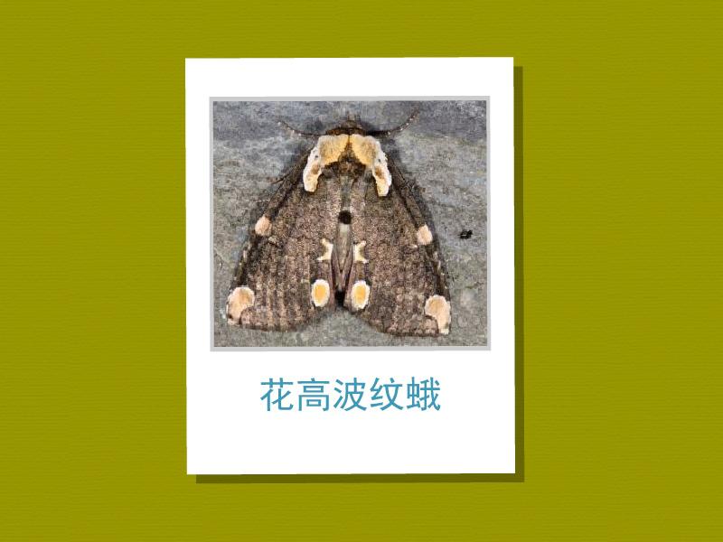 花高波纹蛾