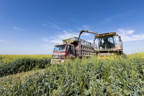 农六师新湖农场