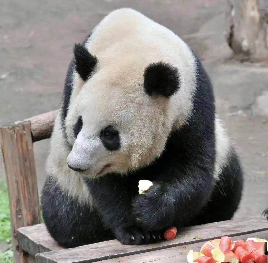 ">大熊猫喜喜是<a target="