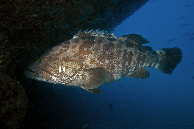  p>点带石斑鱼(学名: i>epinephelus coioides /i>)是鮨科,石斑鱼属
