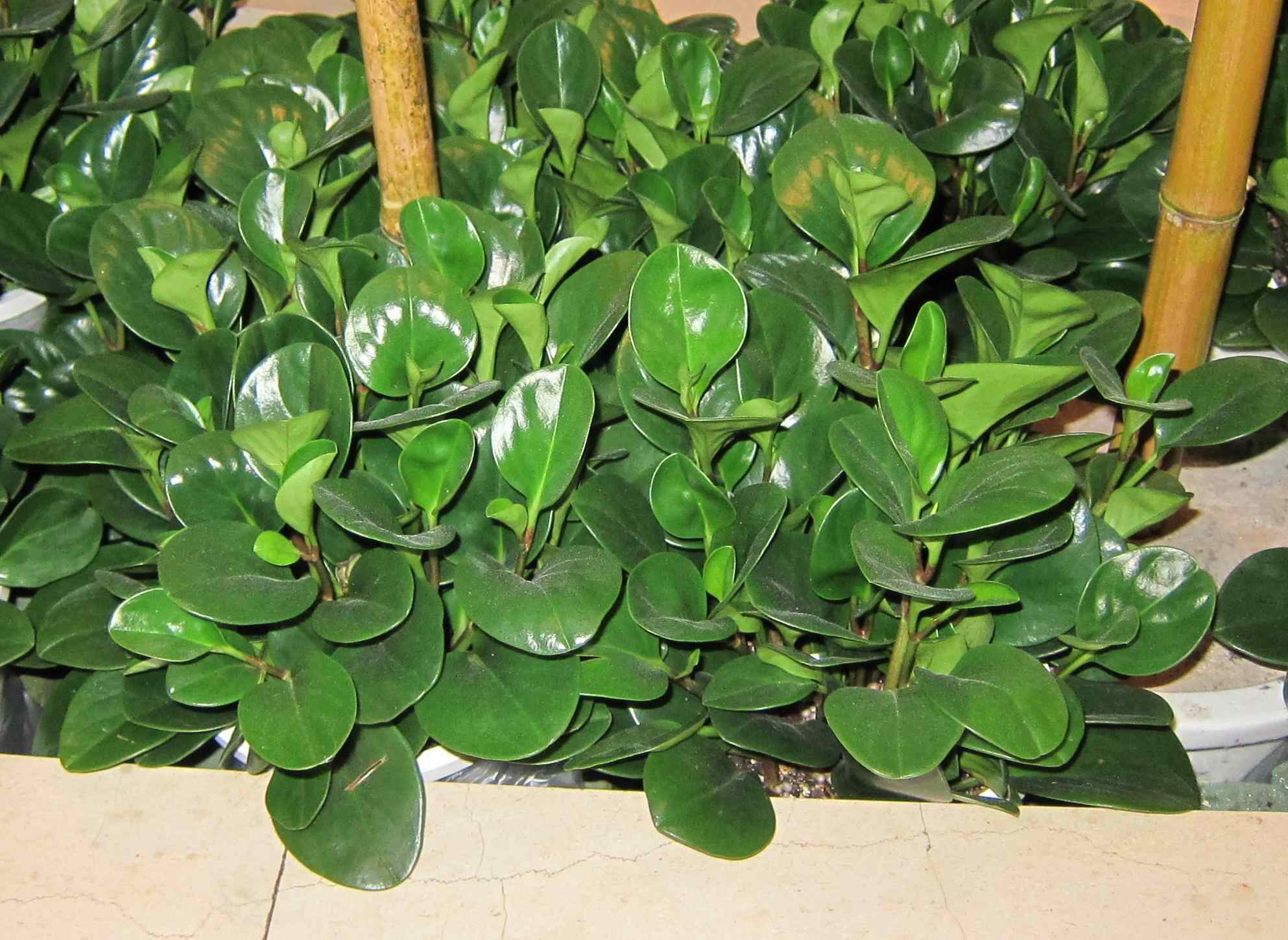 圆叶椒草
