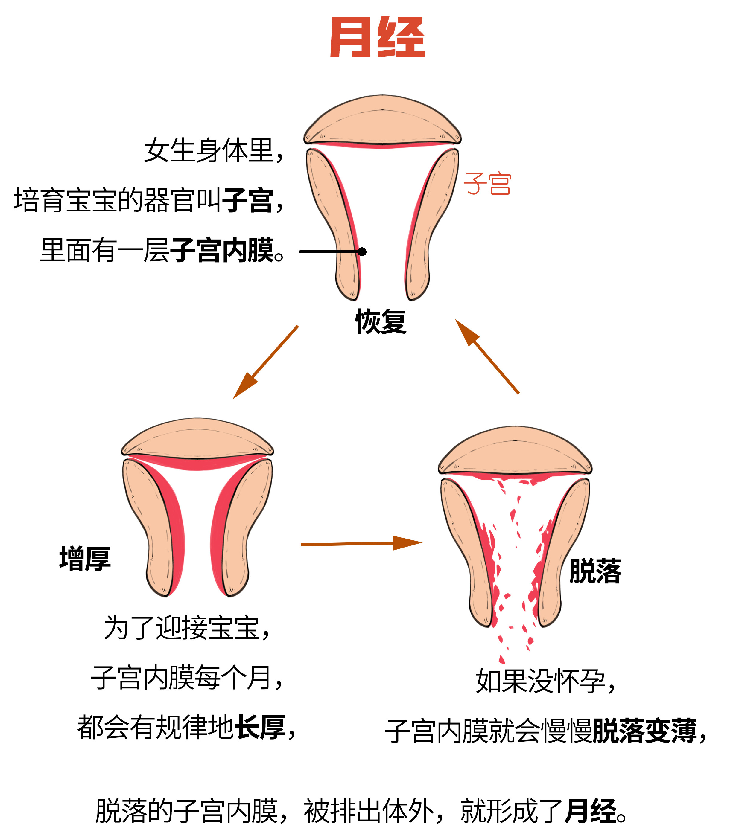  p>女性进入 a target="_blank" href="/item/青春期/17633538" data
