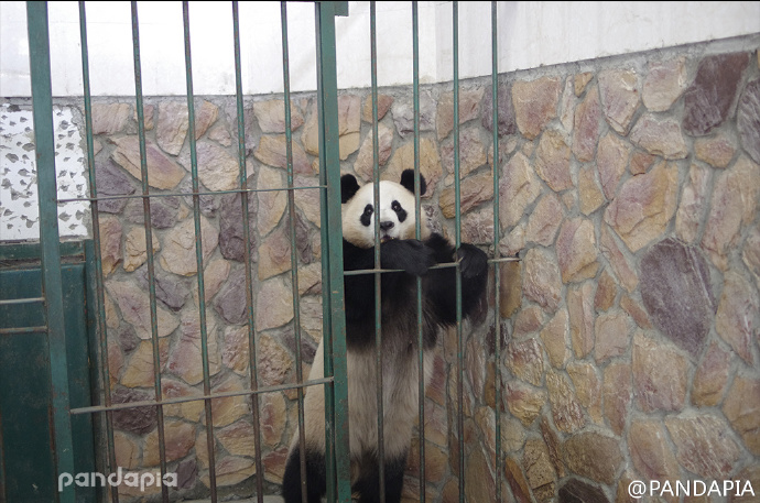  p data-id="tlpl7h5ffoce">文莉,雌性大熊猫,谱系号761.