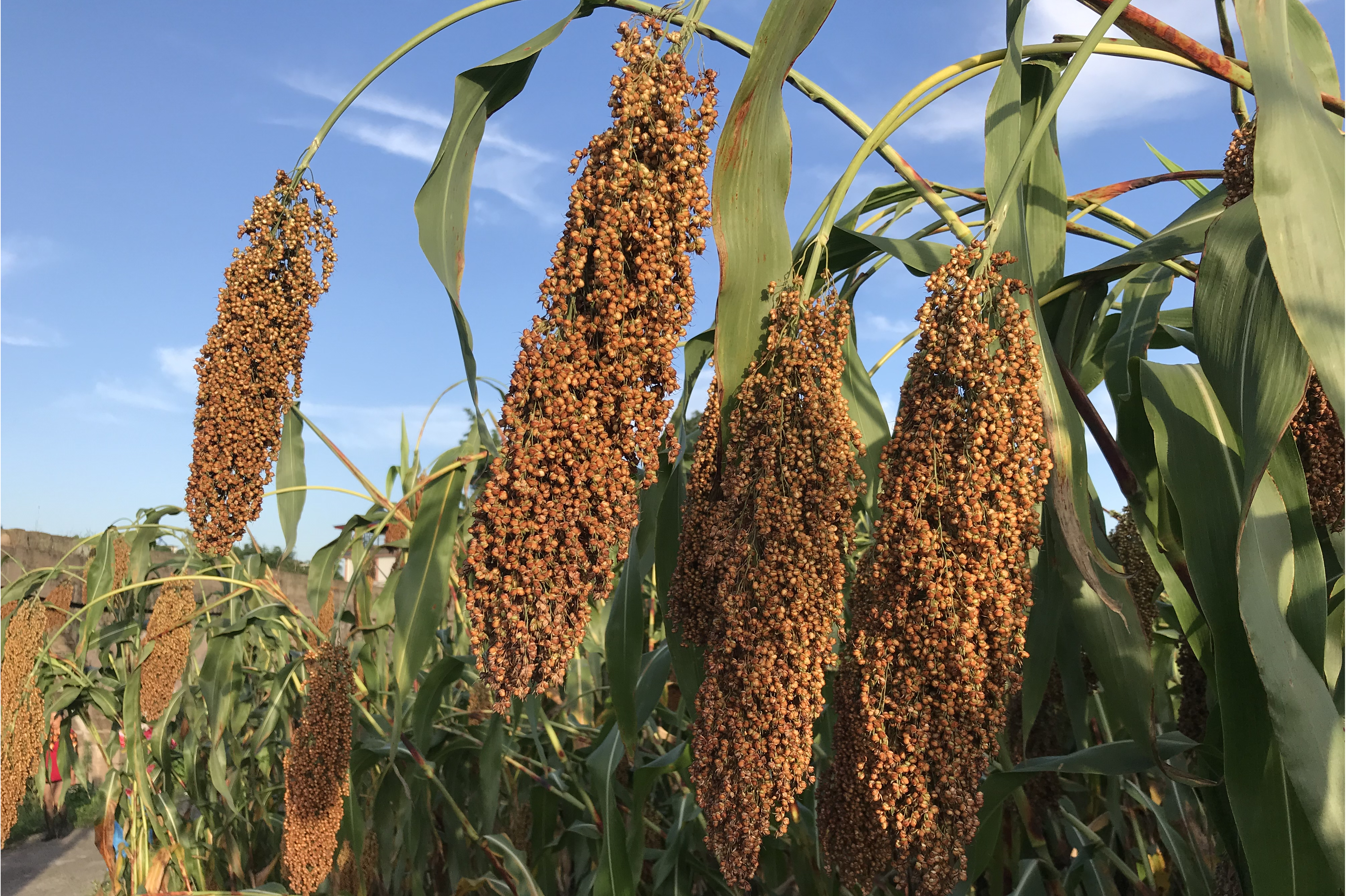 nbsp; &nbsp; 作物种类:高粱  /p> p>&nbsp; &nbsp; 品种