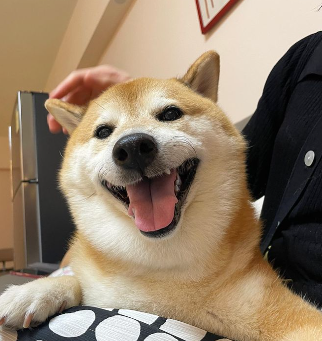 18日)知名"废柴"表情包 a target="_blank" href="/item/柴犬/524441"