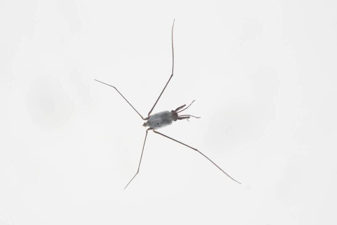 汉语拼音:hǎi mǐn,英文:halobates