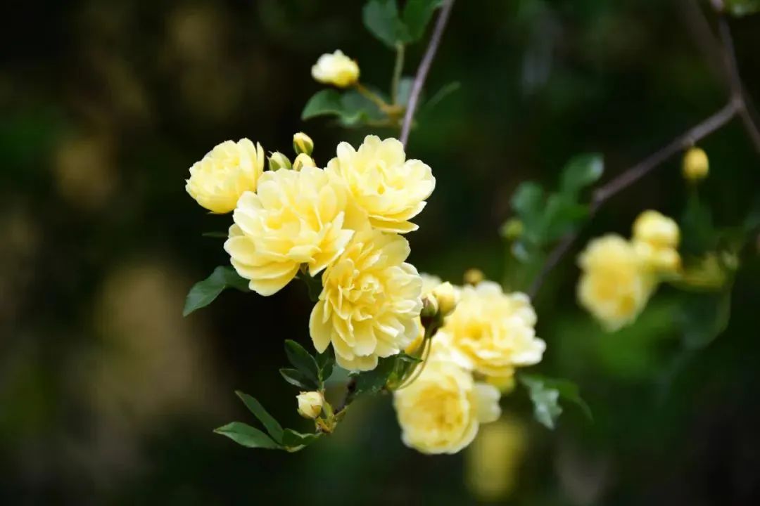 荡荡马路 五月的魔都简直是座花城 百科ta说