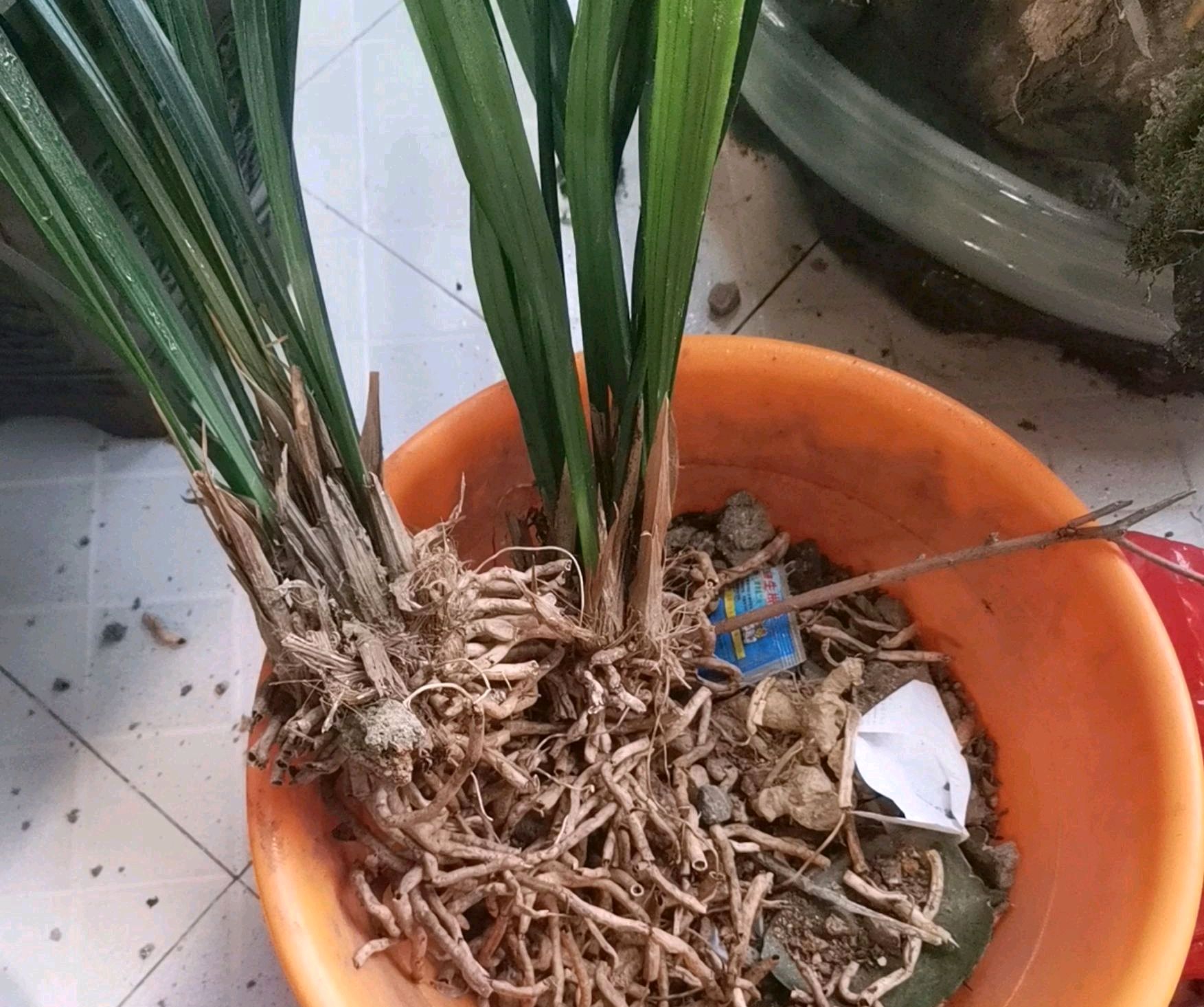 兰花空根的原因仔细归纳起来主要有3个，怎样预防兰花空根_百科TA说