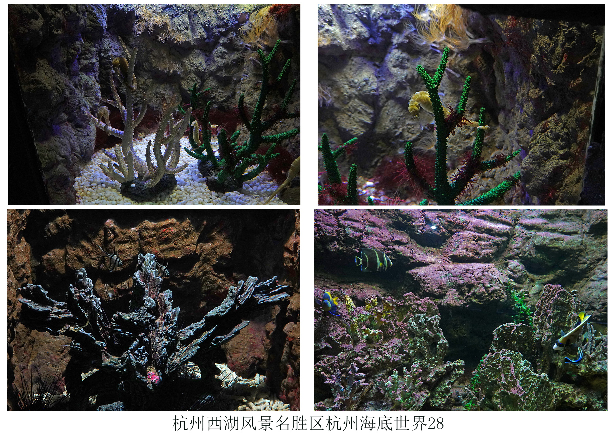  p>杭州海底世界位于美丽的 a target="_blank" href="/item/西子湖畔