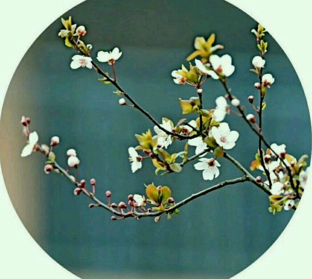 赠你三月春光 予我四月桃花 百科ta说