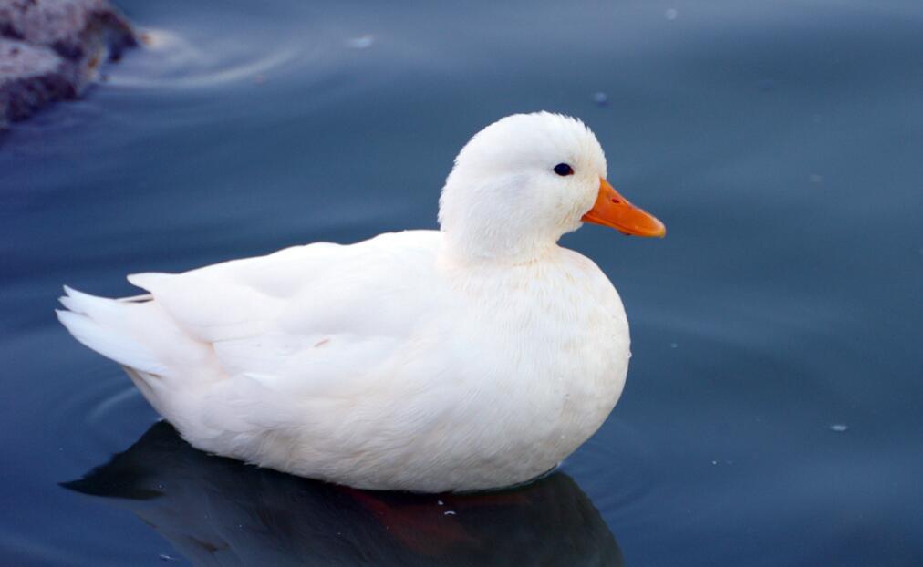  p>柯尔鸭(英文名:call duck),又称小叫鸭,是