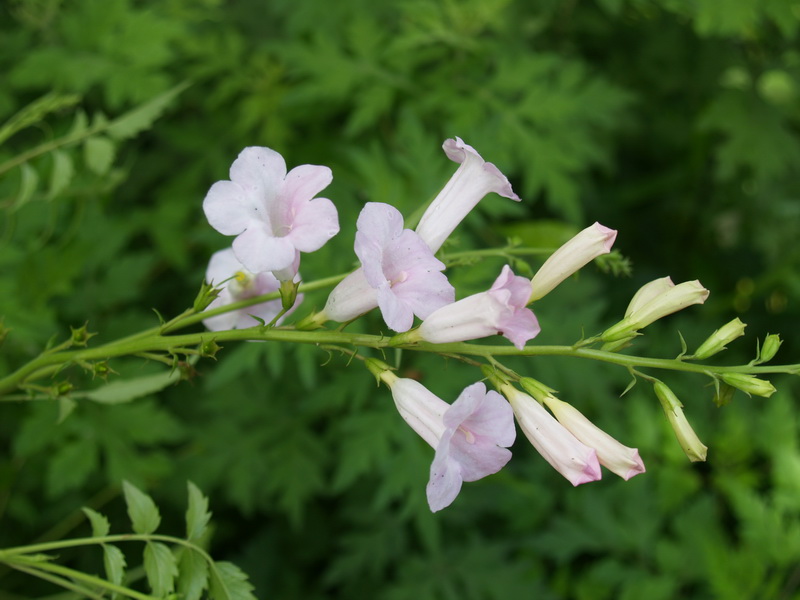 incarvillea arguta (royle) rovle