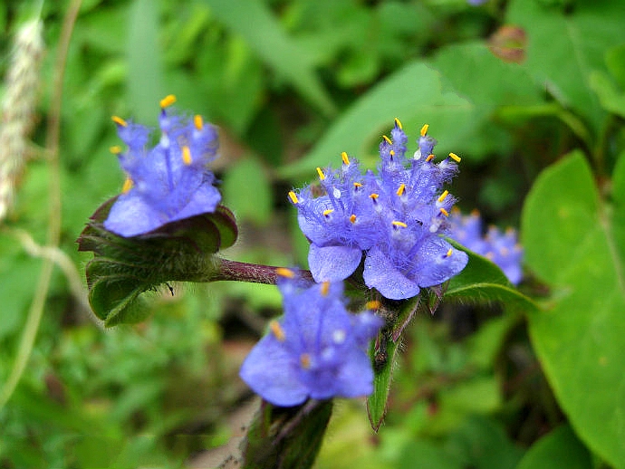  p>蓝耳草(学名: i>cyanotis vaga /i> (lour.) schultes. et j. h.