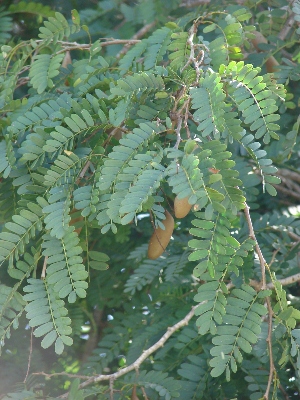  p>酸豆(学名: i>tamarindus indica   /i> l.)是豆科,酸豆属植物.