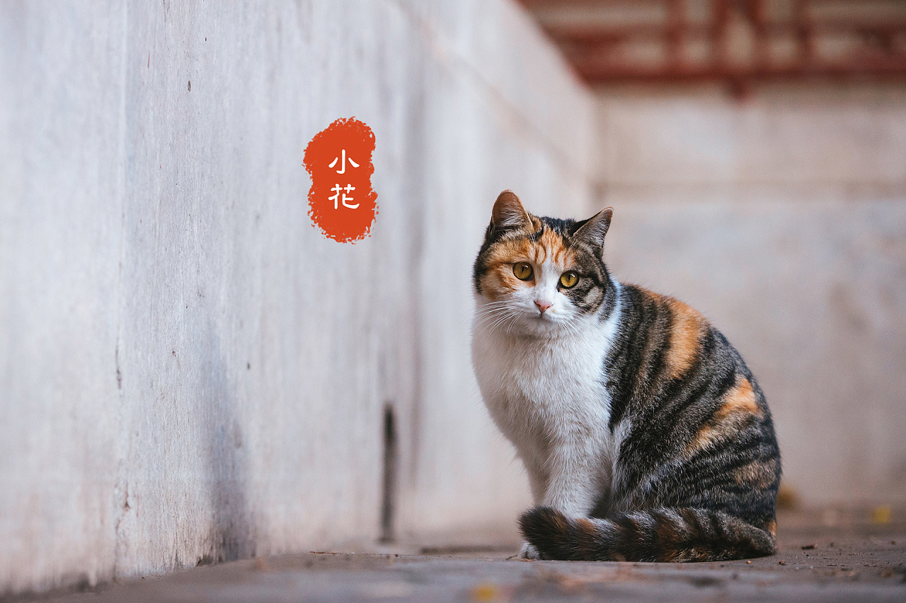 故宫猫