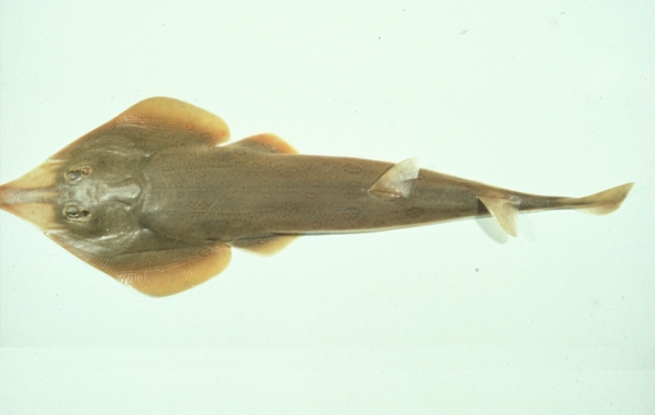  p>斑纹犁头鳐(学名: i>rhinobatos hynnicephalus /i>)是犁头鳐科