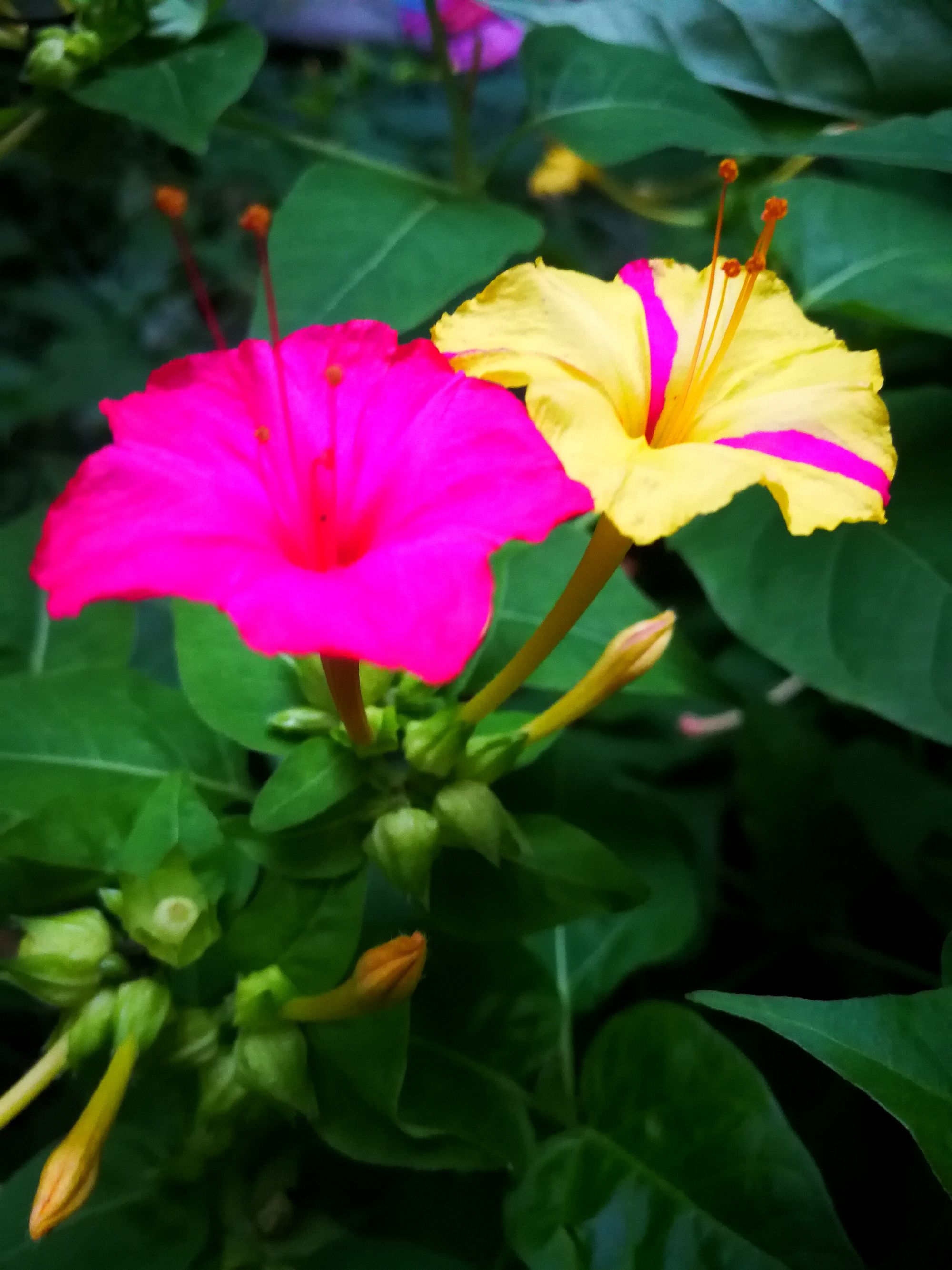  p data-id="tzrnew7zouqk">胭脂花( i>primula maximowiczii /i>