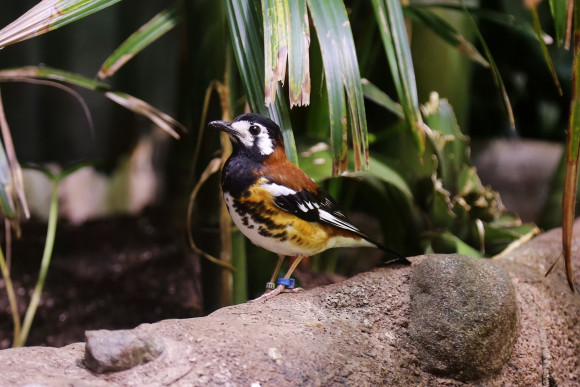  p>栗背地鸫分布于华莱士区(指传统的 a target="_blank" href="/item