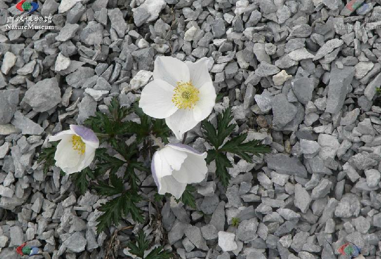 anemone rupicola camb