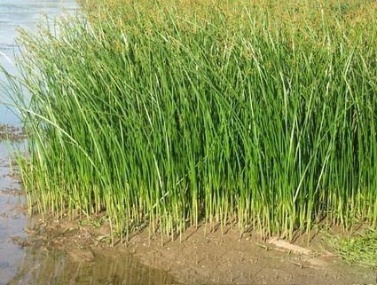 scirpus distigmaticus (kukenth.) tang et wang