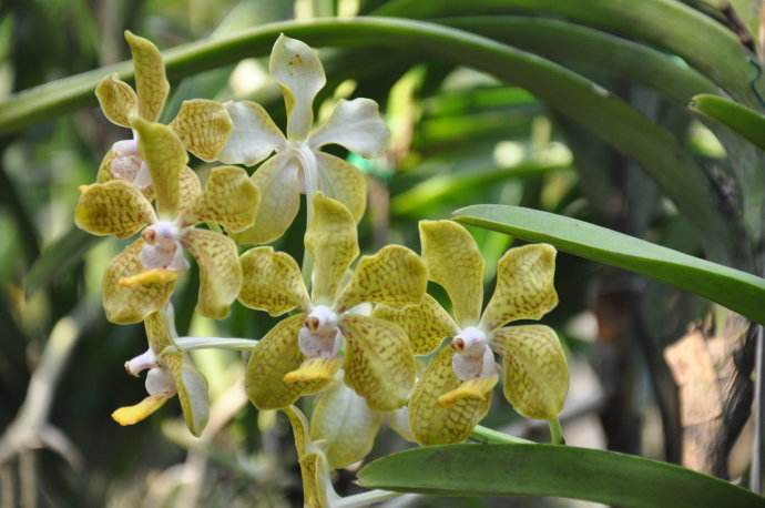  p>泰国兰花(商品名泰兰)是 a href="#" data-lemmaid="6108011">热带