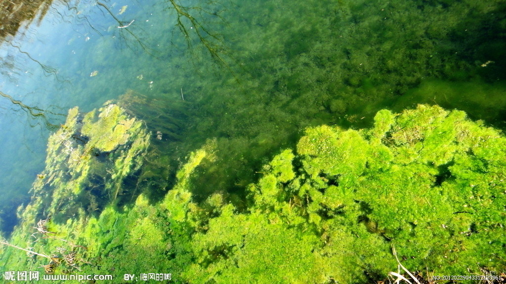  p> a href="#" data-lemmaid="5267149">浮游藻类 /a>是湖泊水生生物