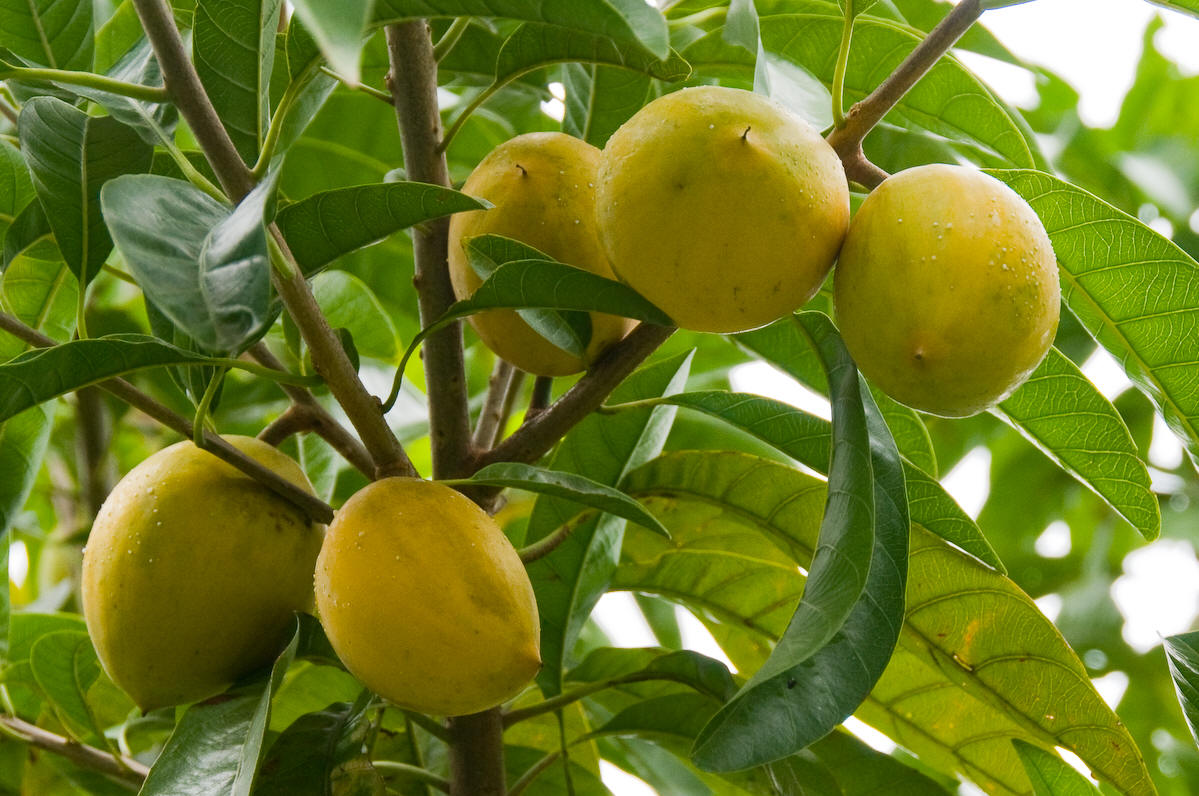  p>蛋黄果属(学名:lucuma molina)是柿目,山榄科乔木或 a href="#"