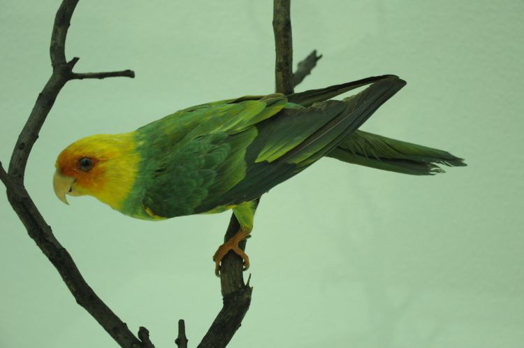  p>卡罗来纳州长尾小鹦鹉(学名: i>conuropsis carolinensis /i>):是