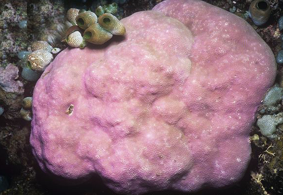  p>团块滨珊瑚  i>porites lobata /i>(dana,1846) ,孔珊瑚科 a>滨