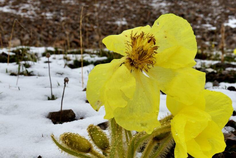  p>黄高山罂粟一种罂粟科植物. /p>