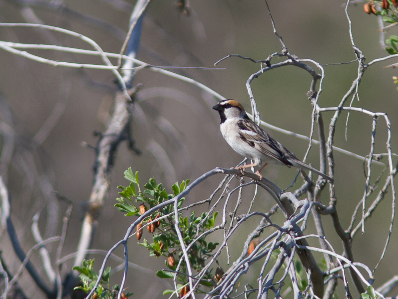  p>黑顶麻雀(学名: i>passer ammodendri /i>):为雀科麻雀属的 a href