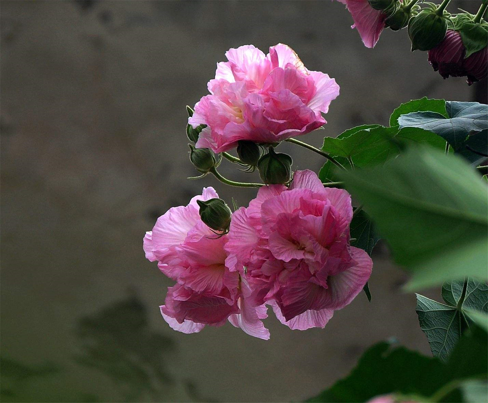 p>木芙蓉( i>hibiscus mutabilis /i> linn.