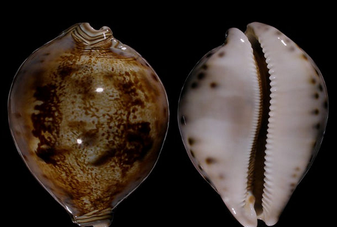  p>王子宝螺(学名:leporicypraea valentia valentia)是腹足纲宝螺科