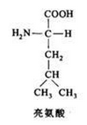  p>亮氨酸,化学名称为l-2-氨-4-甲基戊酸,白色结晶或结晶性粉末;无臭