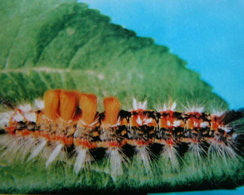 target="_blank" href="/item/古毒蛾属/55550771" data-lemmaid="