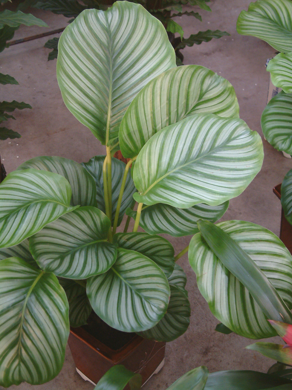  p>双线竹芋(学名: a> i>calathea sanderiana  /i>(sander) gentil 