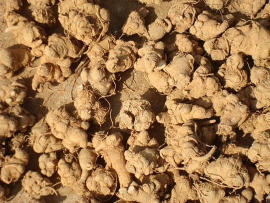  p>姜状三七(学名: i>panax zingiberensis  /i>c. y. wu et k. m.