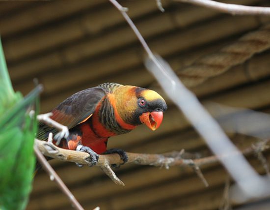  p>烟色吸蜜鹦鹉(学名:pseudeos fuscata)羽色鲜艳,鸟体主要是深褐色