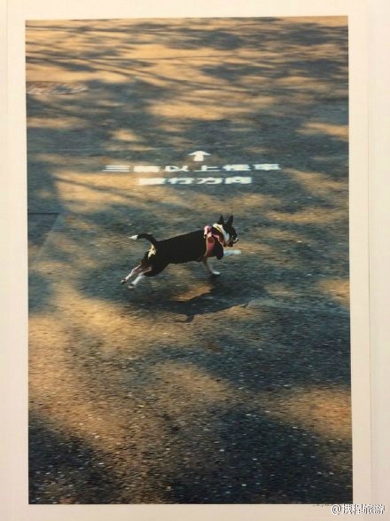  p>《浮光掠影》摄影集是 a target="_blank" href="/item/钟汉良