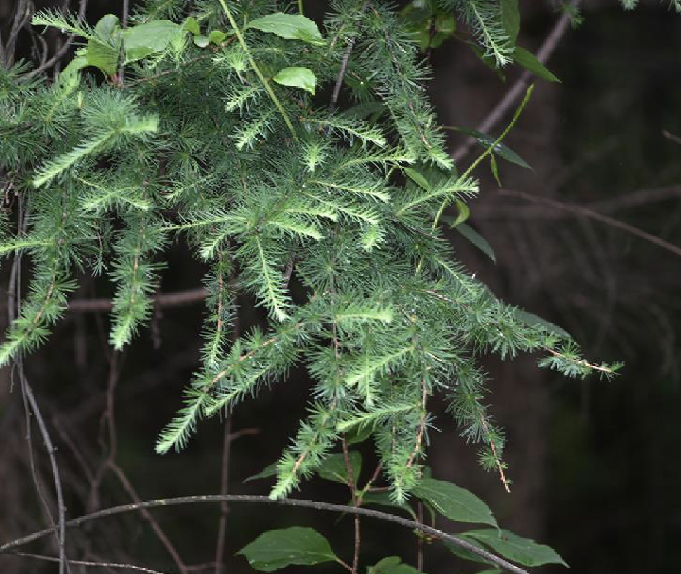  p>华北落叶松(学名: i>larix principis-rupprechtii /i> mayr)是