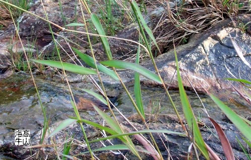  p>田间鸭嘴草( a target="_blank" href="/item/学名/8074290" data