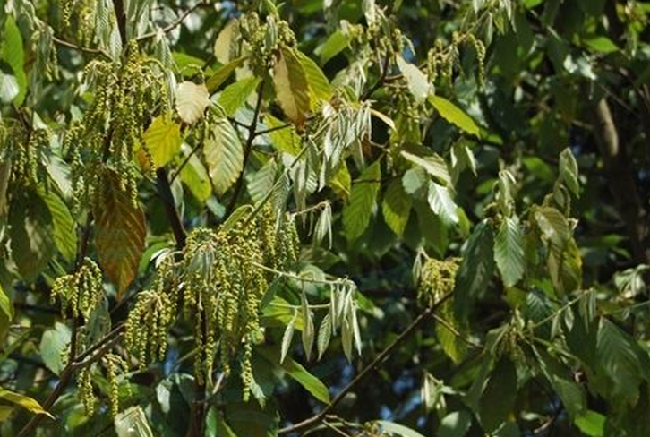  p>滇青冈,cyclobalanopsis glaucoides schotky,别名:滇椆,拟槠, a