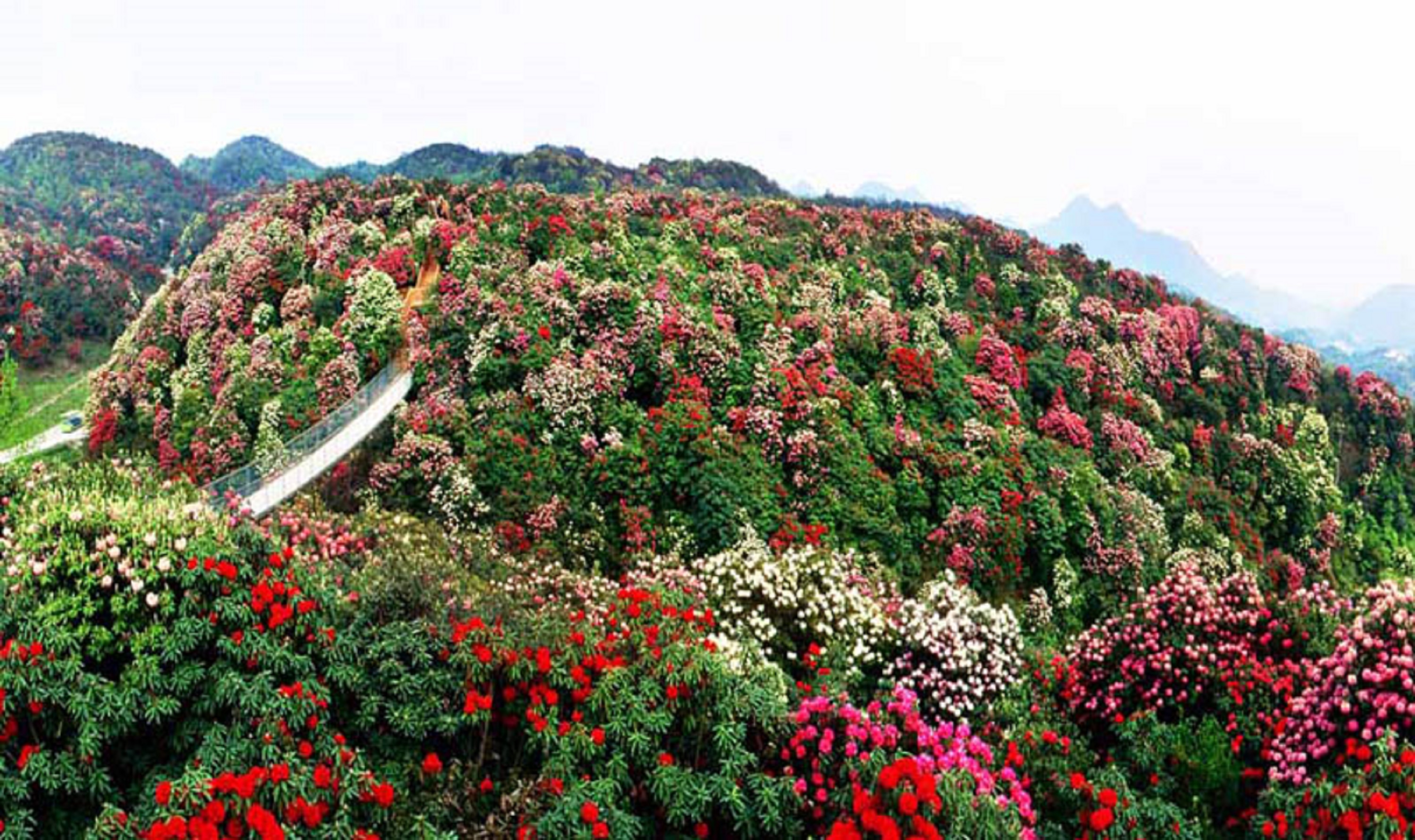 百里杜鹃风景区