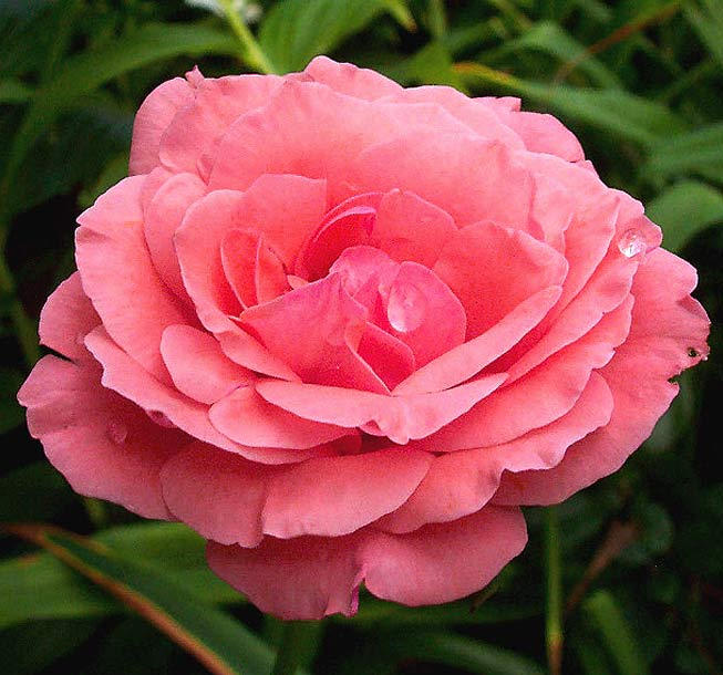  p>四大切花为月季,菊花,香石竹(即康乃馨),唐菖蒲(即剑兰).