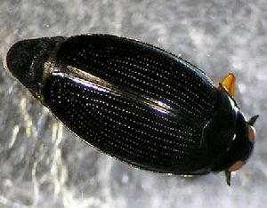 whirligig beetle