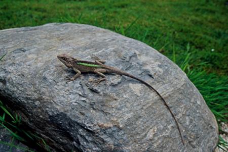  p>裸耳龙蜥,鬣蜥科龙蜥属物种,背脊两侧大鳞略呈纵行排列,鼻鳞与吻鳞